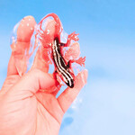 Slime Colours Botellita C/glitter + Bicho 26256